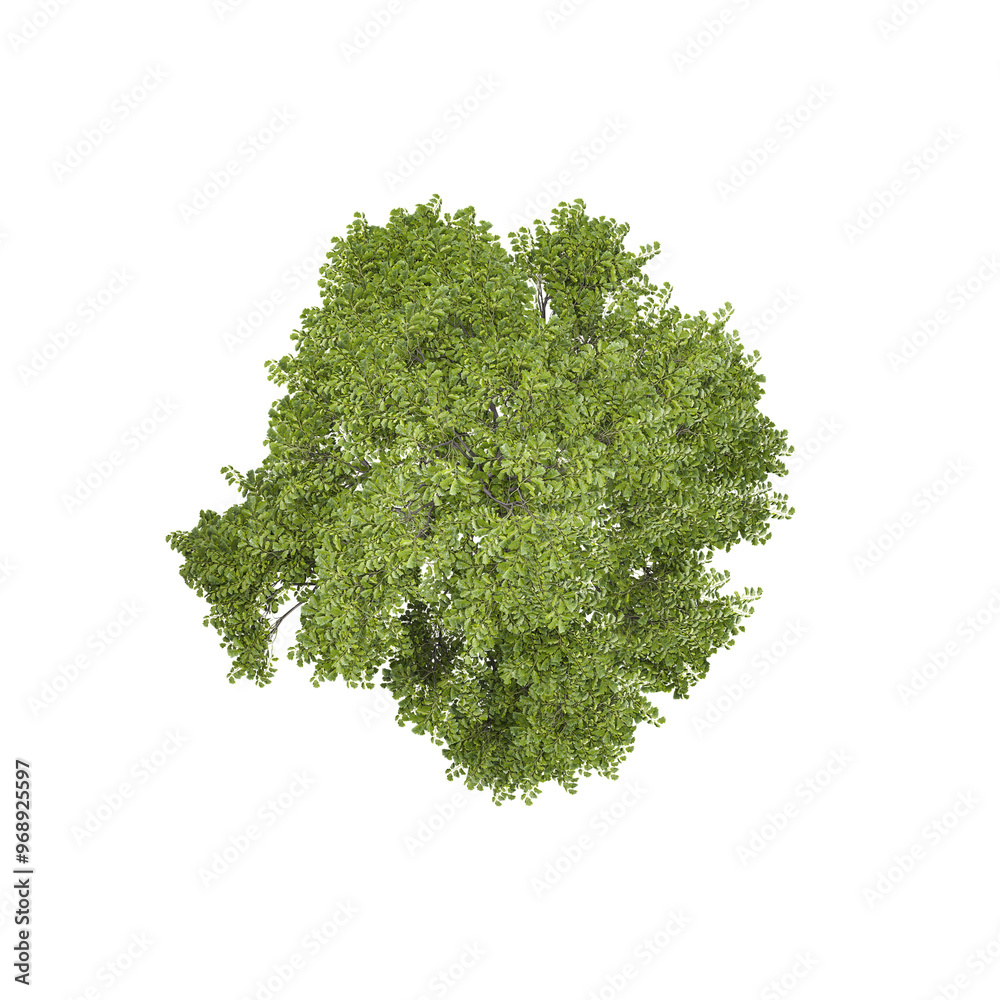 Obraz premium 3d Rendering Of Fraxinus Tree With Transparent Canvas from top view
