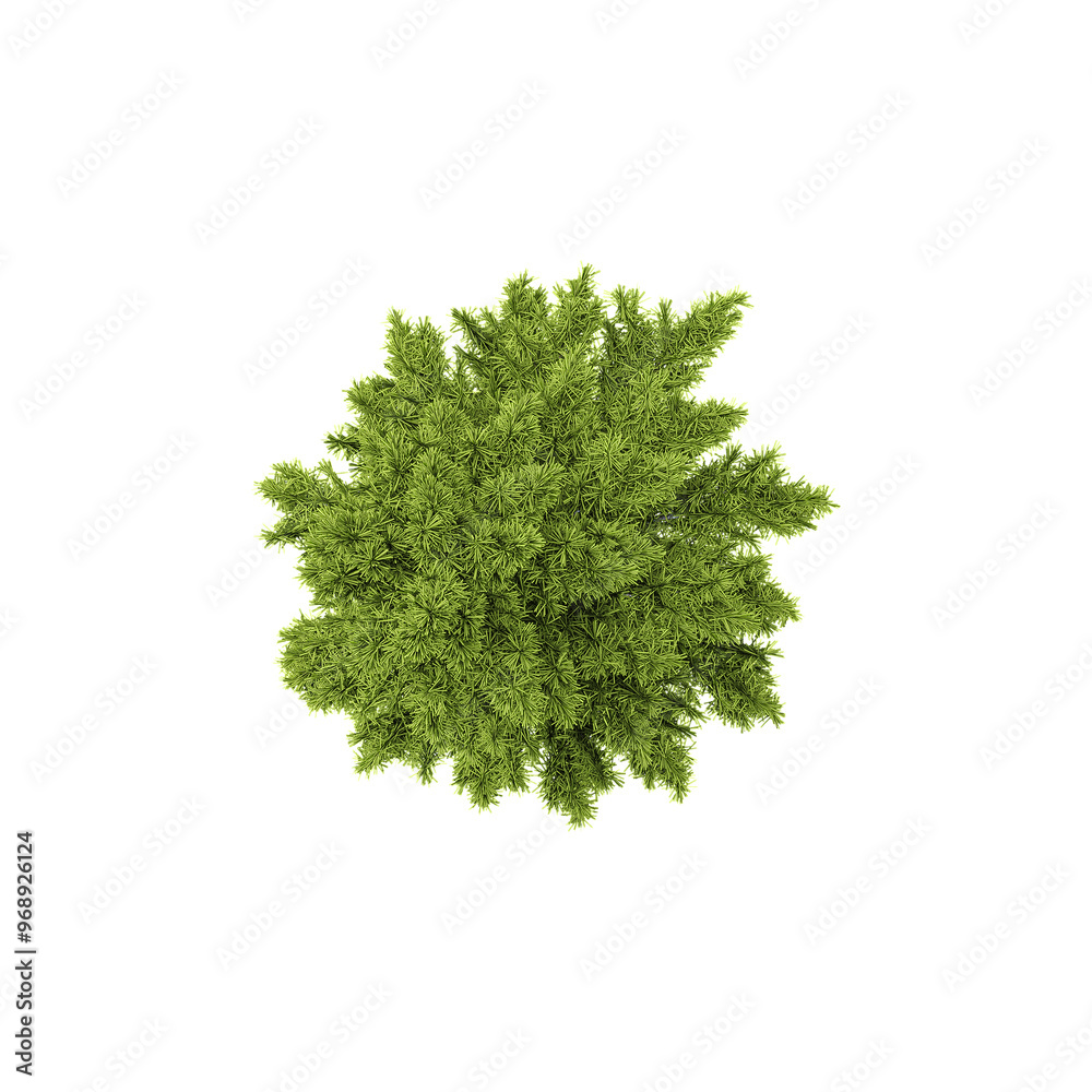Obraz premium Top view of pine plant isolated on transparent Canvas