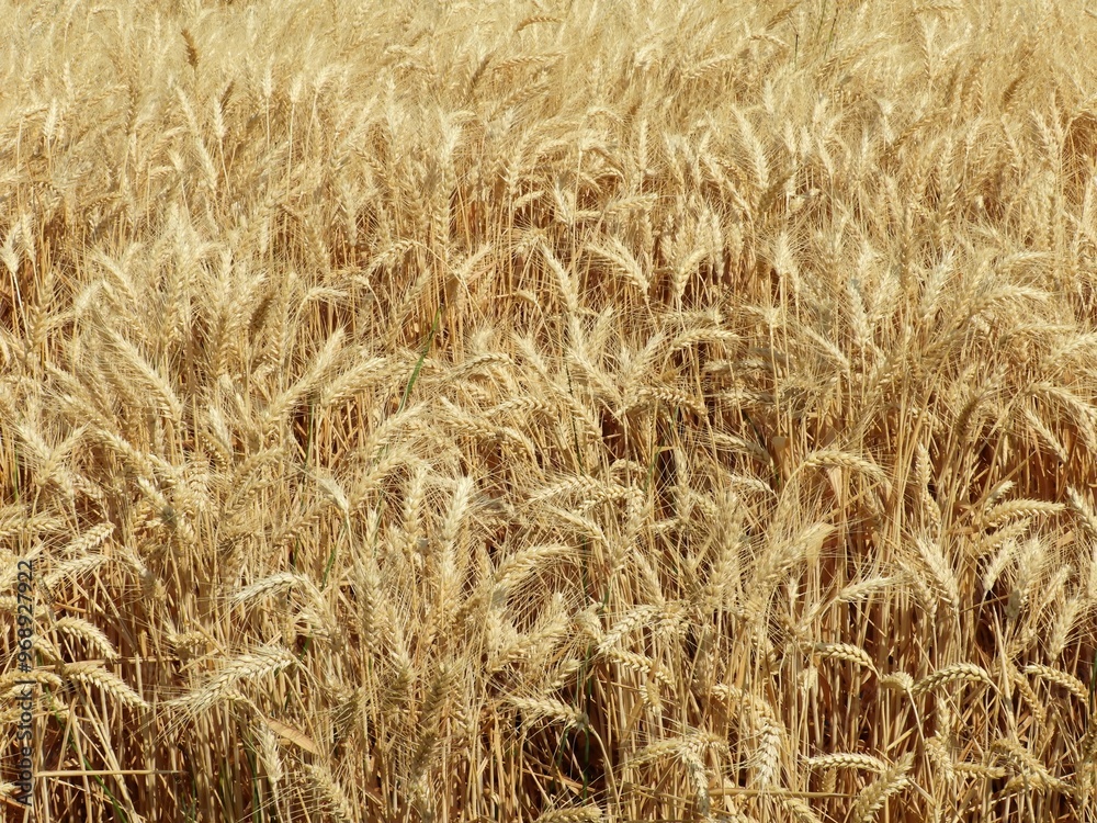 close up of wheat in fields in the palouse prairie on a sunny summer day near pullman, eastern washington close up of wheat in fields in the palouse prairie on a sunny summer day near pullman, eastern washington