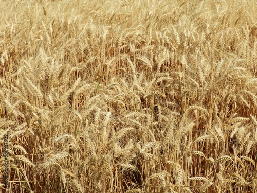 close up of wheat in fields in the palouse prairie on a sunny summer day near pullman,  eastern washington