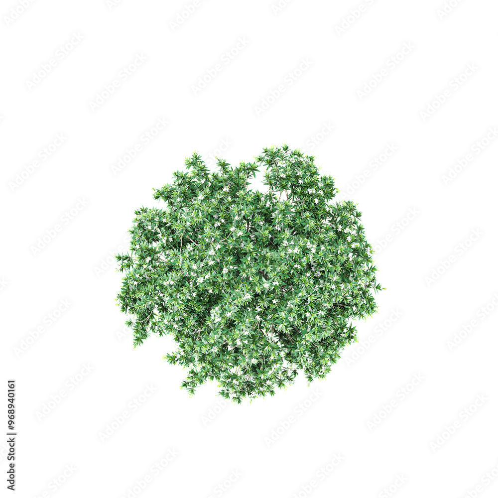 Fototapeta premium collection of Tabernaemontana divaricata plant with realistic style from top view