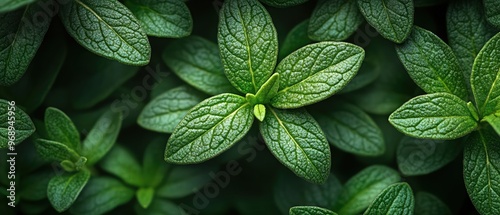 Closeup of fresh green rosemary leaves, vibrant foliage