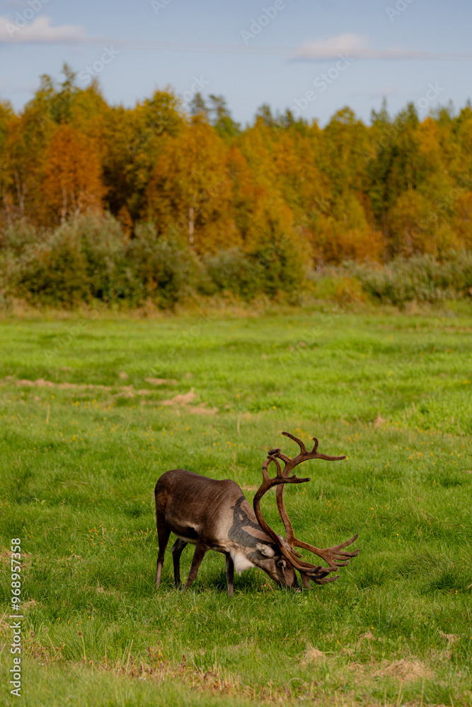 Obraz premium deer in the forest