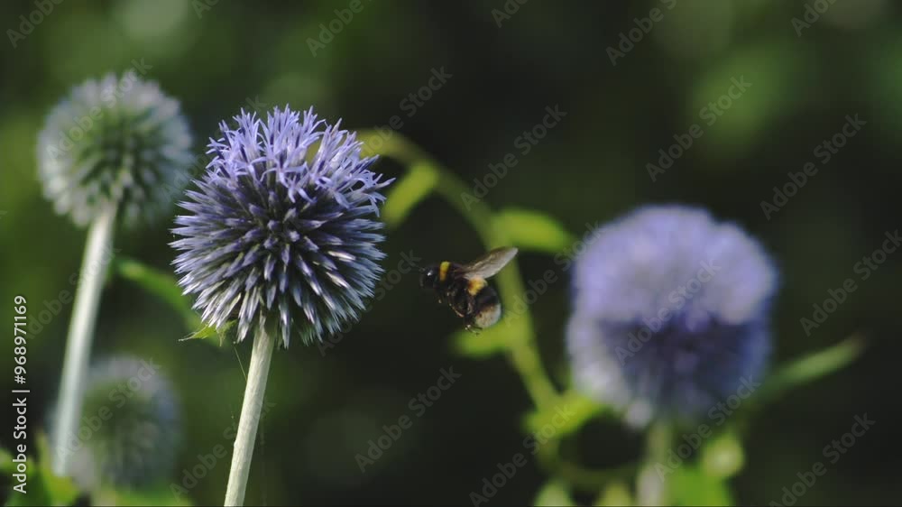 A bumble bee arriving at an Echinops flower, 40x slowed down A bumble bee arriving at an Echinops flower, 40x slowed down