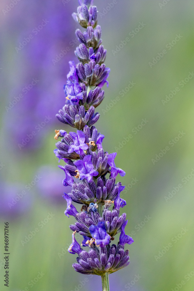 Obraz premium bee on lavender