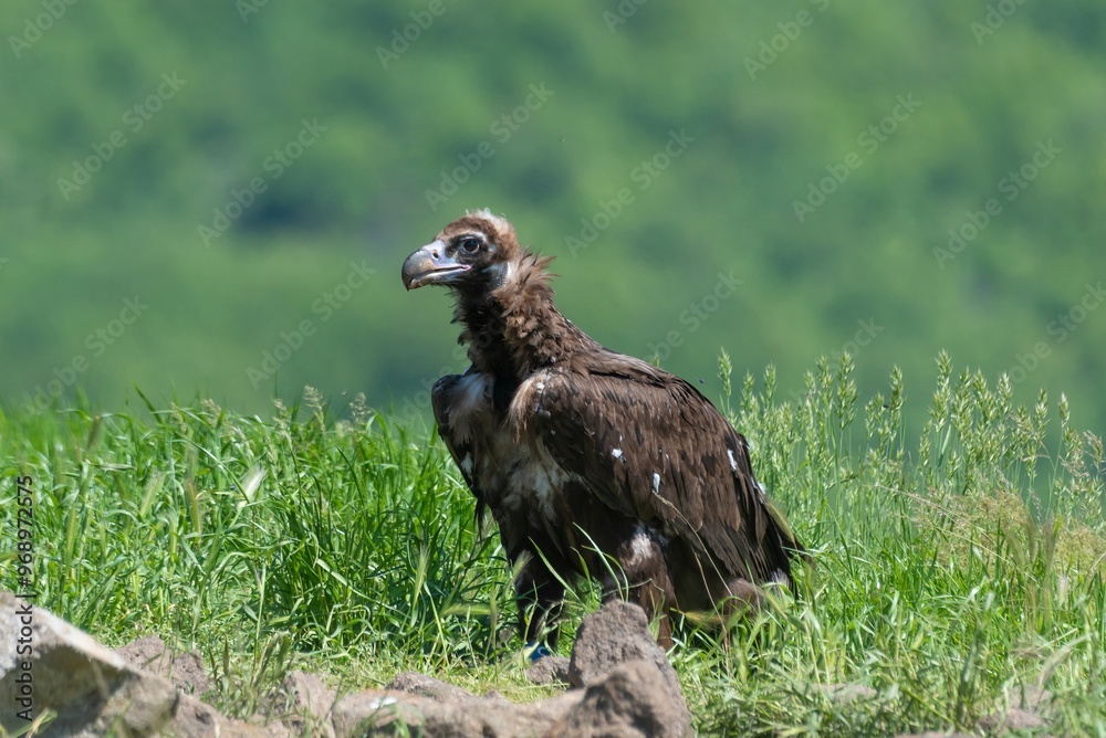 Fototapeta premium Cinereous Vulture