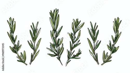 Abstract Hand Drawn Rosemary Flat Icon Vector Illustration