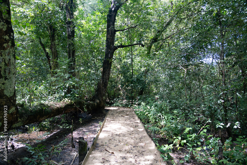Tranquil forest path surrounded by greenery and bathed in natural light, offering a peaceful escape into nature, perfect for walking, hiking, and enjoying the beauty of the natural environment Tranquil forest path surrounded by greenery and bathed in natural light, offering a peaceful escape into nature, perfect for walking, hiking, and enjoying the beauty of the natural environment