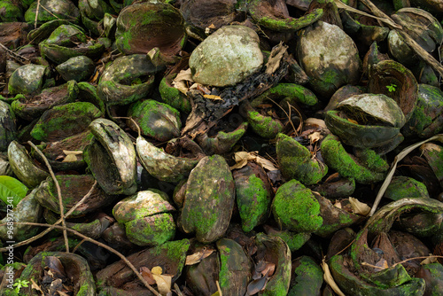 Detailed closeup of discarded coconut shells in a tropical setting, with an abstract arrangement of green moss and natural fibers, offering a rich texture for backgrounds, artwork, agricultural photo