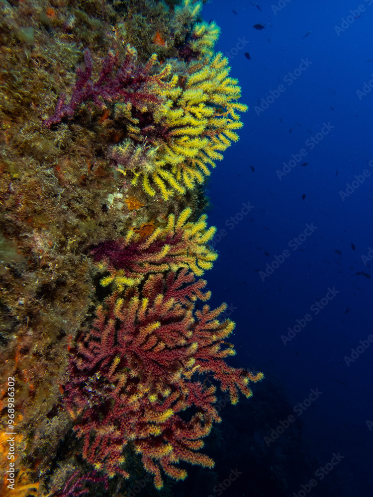 Obraz premium Gorgonia en pared submarina en el mediterraneo