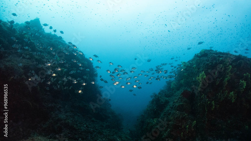 banco de sardos entre montañas submarinas con gorgonia photo