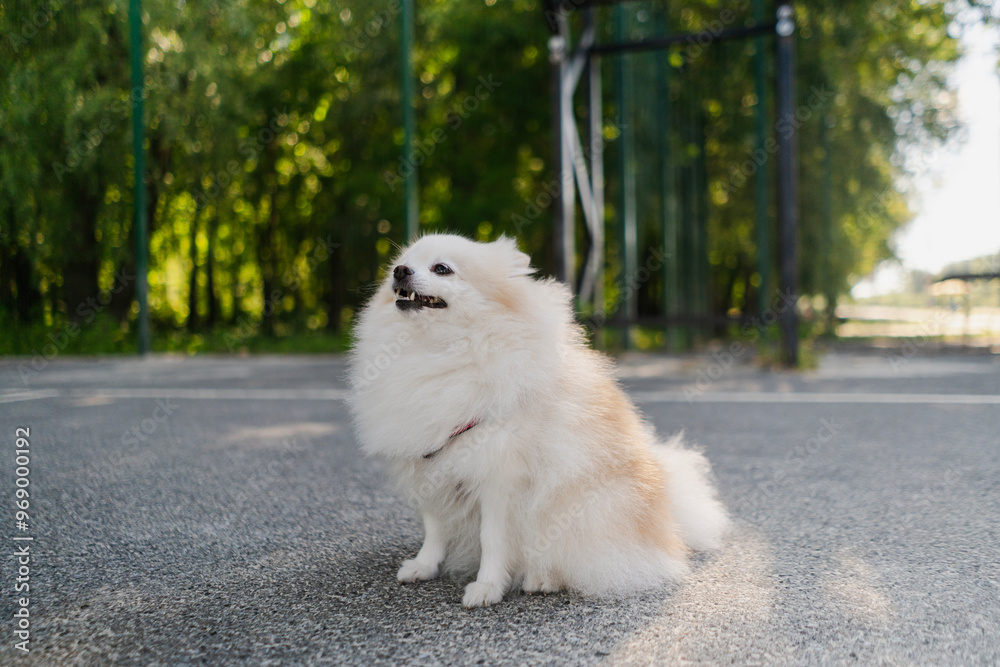 small fluffy beautiful pomeranian spitz runs on the sports ground on a walk with his owner. Funny animals small fluffy beautiful pomeranian spitz runs on the sports ground on a walk with his owner. Funny animals