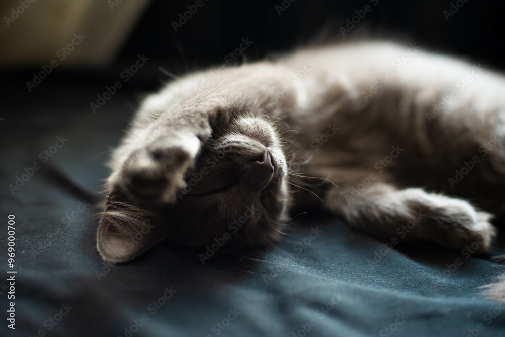 cat sleeping on the floor cat sleeping on the floor