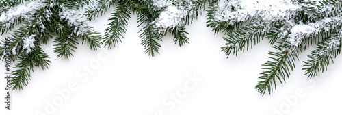 Evergreen fir tree twigs lightly covered in snow, arranged on a pure white background 