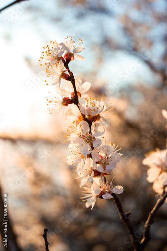 White flowers on a branch