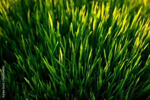 Green grass texture