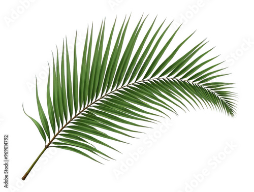 Elegant Palm Frond with Curved Leaflets, Isolated on White or Transparent PNG, Tropical Paradise Symbol