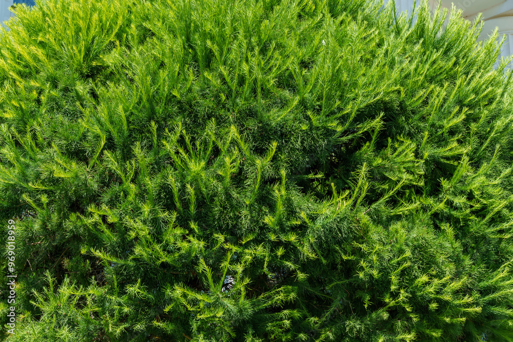 Close-up of green needles of Himalayan cedar (Cedrus Deodara, Deodar) growing near the Wedding Palace, former synagogue, in Stavropol. Beautiful natural green background for any design Close-up of green needles of Himalayan cedar (Cedrus Deodara, Deodar) growing near the Wedding Palace, former synagogue, in Stavropol. Beautiful natural green background for any design