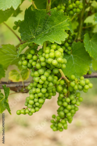 Detail grapes of the vine in the time before locking