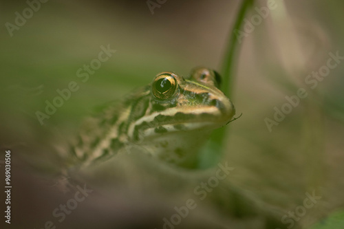 Photography Indus Valley Bullfrog