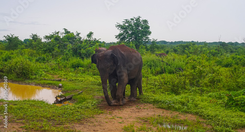 Photography Sri Lankan elephant in Udawalawe National Park