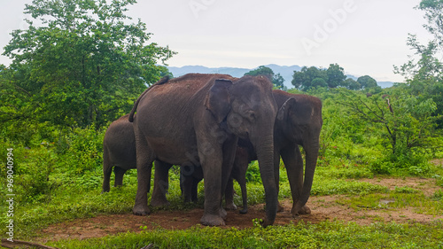 Sri Lankan elephants in Udawalawe National Park