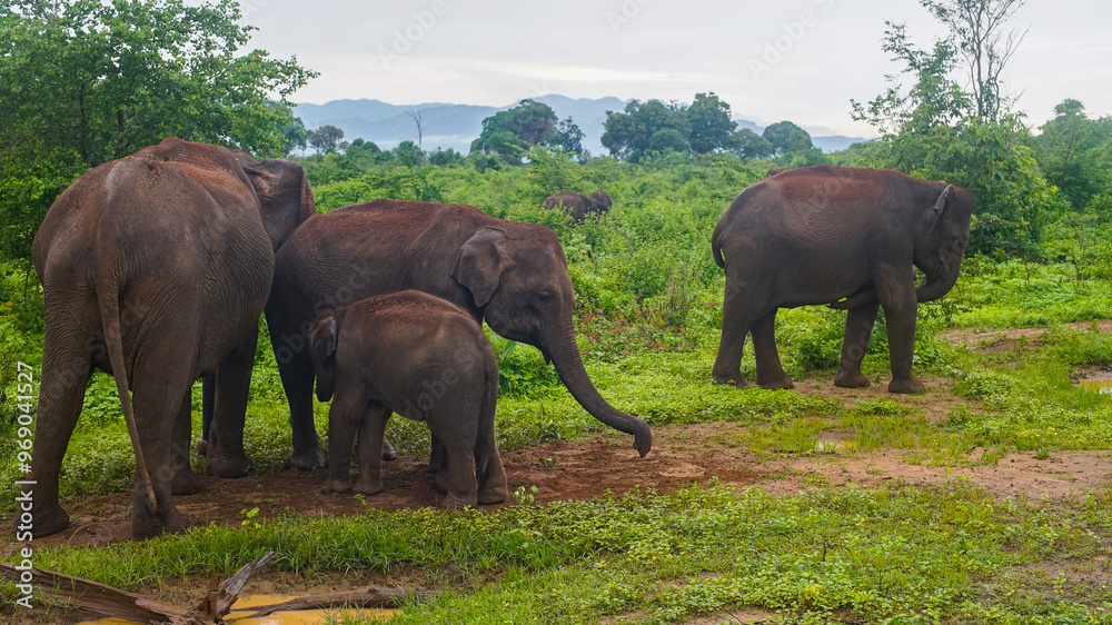 Fototapeta premium Sri Lankan elephants in Udawalawe National Park