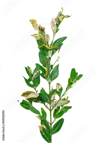 Eaten boxtree bush ,catarpillar of Boxtree moth (Cydalima perspectalis) on Boxwood (Buxus). Invasive pest, Butterfly larva. photo