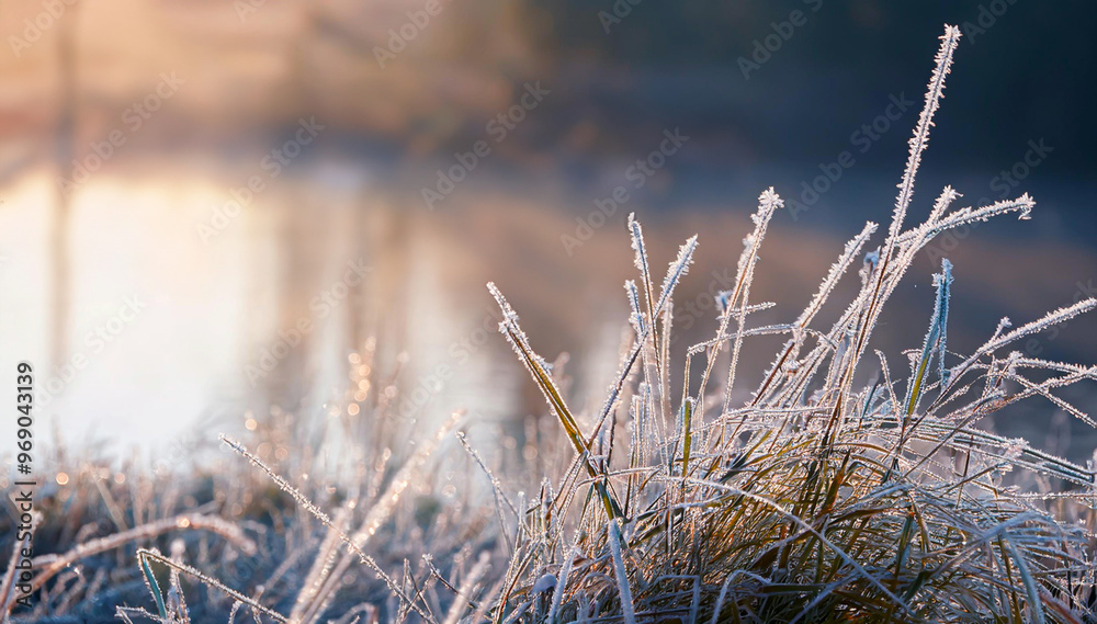 Obraz premium Trawy w szronie, przymrozek