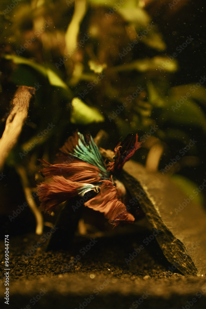 koi betta fish in aquarium full of plants
