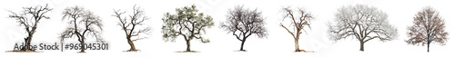 Trees png cut out element set