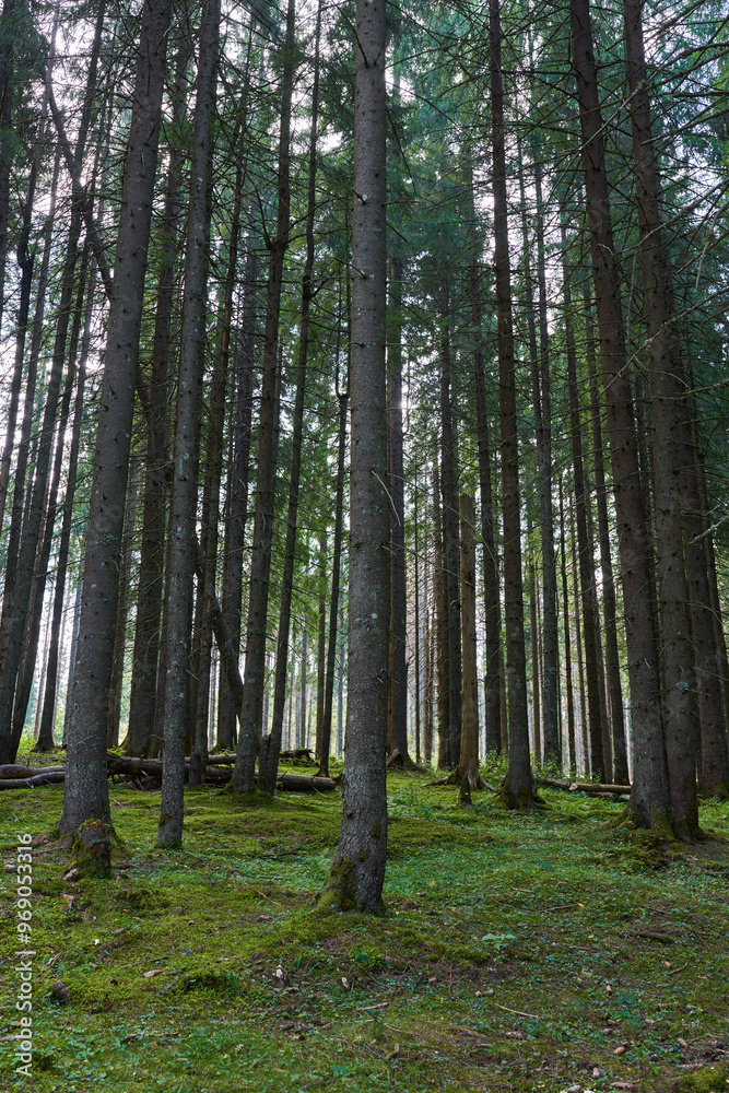 Obraz premium Landscape with mountains in the summer and trails