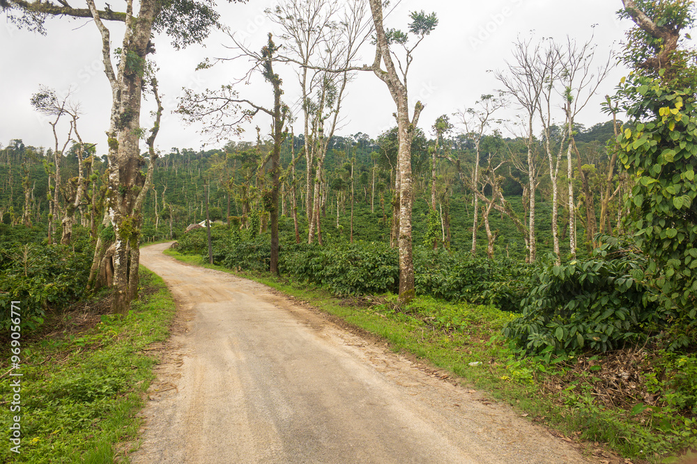 Beautiful coffee plantation in Mudigere, India in the state of karnataka. Beautiful coffee plantation in Mudigere, India in the state of karnataka.