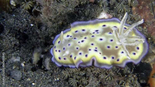 A spotted, multi-colored nudibranch sits on the bottom of a tropical sea, moving its mantle.
Kunie's Nudibranch (Goniobranchus kuniei) 35 mm. ID: purple and blue marginal bands. photo