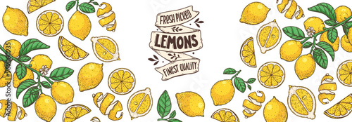 Lemon fruit hand drawn design. Vector illustration. Design, package, brochure illustration. Lemon fruit frame illustration. Design elements for packaging design and other
