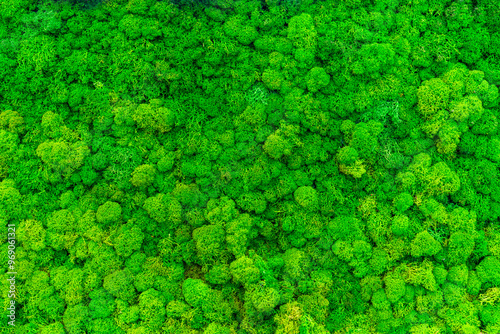 Close-up surface of the wall covered with green moss. Modern eco friendly decor made of colored stabilized moss. Natural background for design and text.