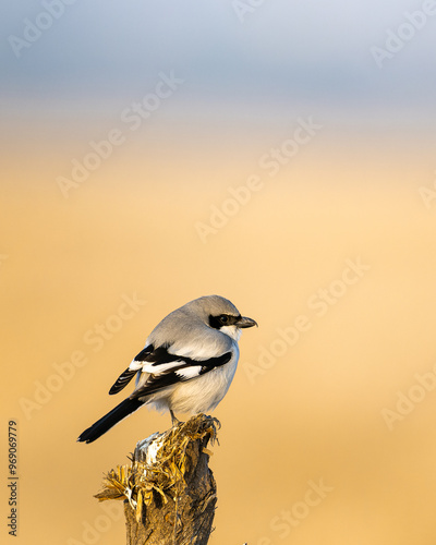 Great Grey Shrike has a wide range from Eurasia, through Indian Sub-continent to Korea. This image was created at Cal Chhapar, Rajasthan photo