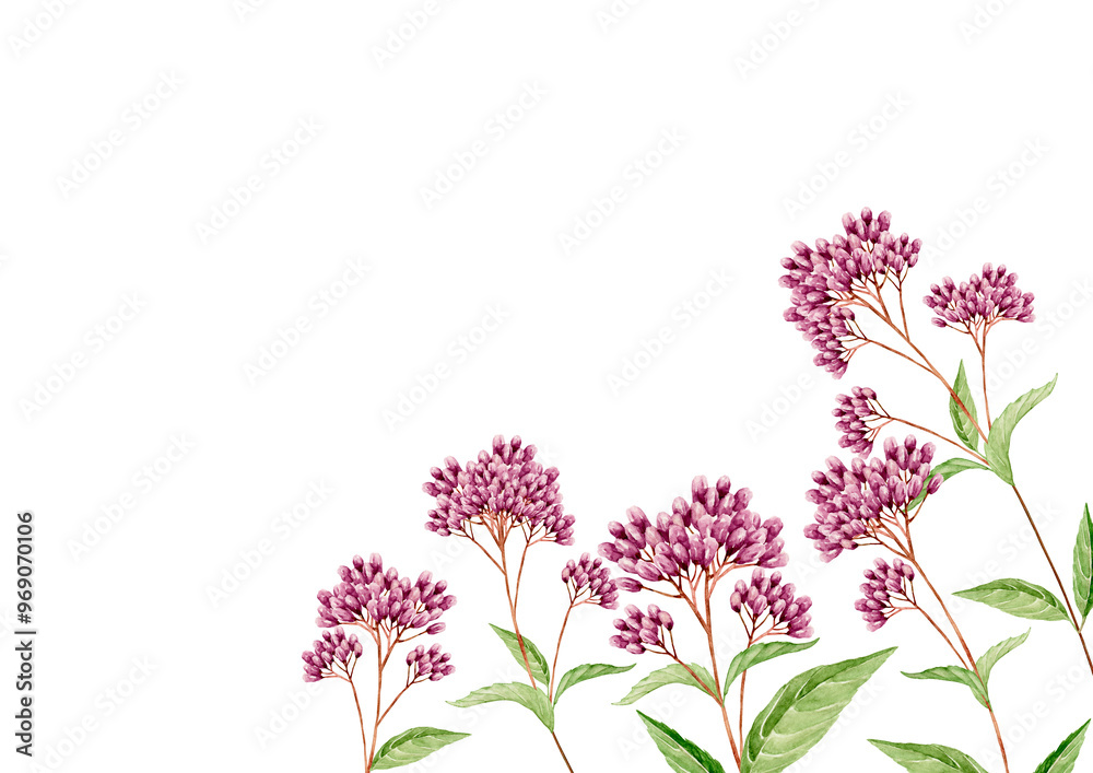 Fototapeta premium 藤袴 秋 花 背景 フレーム 水彩 イラスト