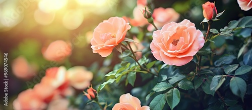 Beautiful blooming coral ro...