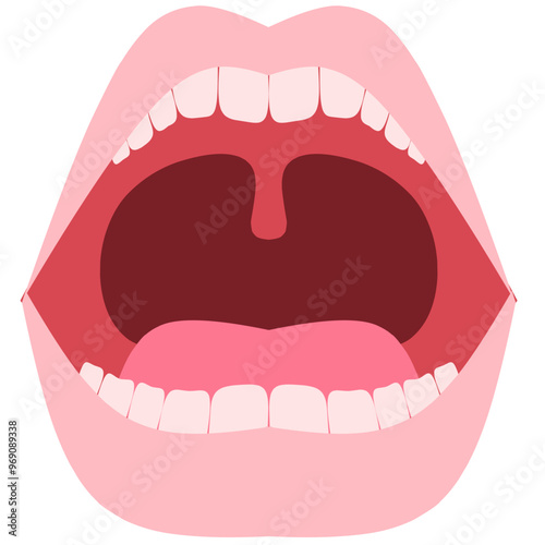 Baby teeth Illustration. Baby teething. Primary tooth development. Baby teeth chart.