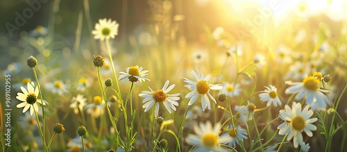 Morning light shining on th...