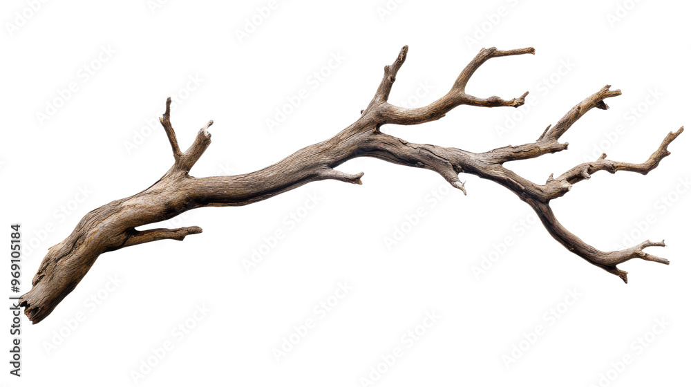 Fototapeta premium Dry branch of a tree, isolated on transparent background, natural wood texture