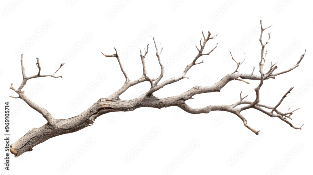 Dry branch of a tree, isolated on transparent background, natural wood texture Dry branch of a tree, isolated on transparent background, natural wood texture