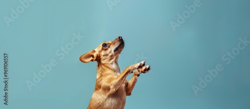 Dog pleading for food or a ...