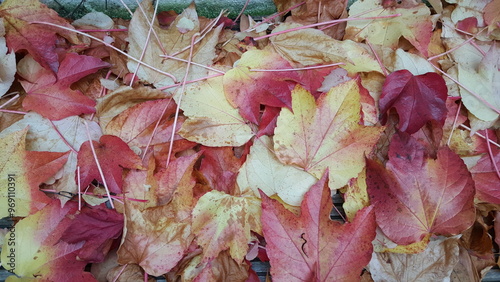 Herbstlaub