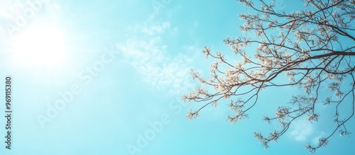 Tree branch against a blue sky background with copy space