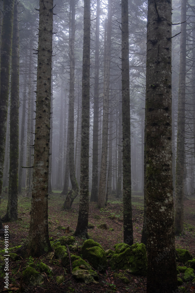 Obraz premium View of trees in the forest in foggy weather. Trunks of trees in the forest in foggy weather. Acelle Plateau, Sakarya Plateaus, Türkiye.