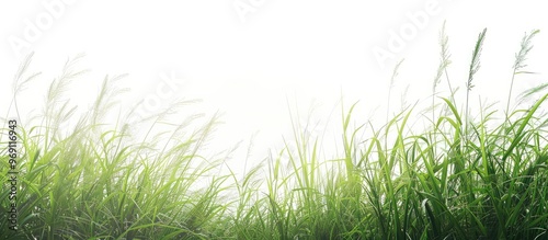 Wallpaper Mural Long green grass and reeds set against a white background with copy space Torontodigital.ca