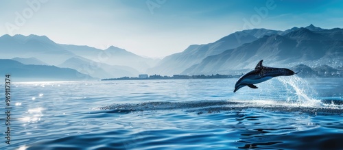 A dolphin swims in the ocean near the front of a ship with mountains in the background. with copy space image. Place for adding text or design photo