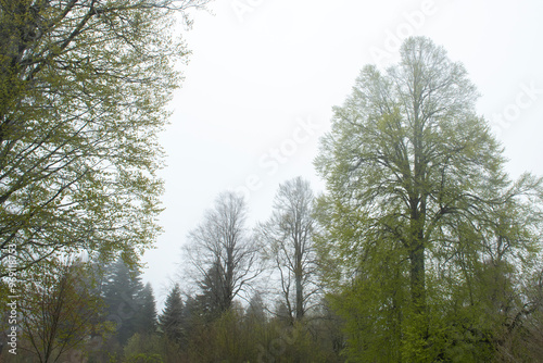 View of trees in the forest in foggy weather. Trunks of trees in the forest in foggy weather. Acelle Plateau, Sakarya Plateaus, Türkiye.